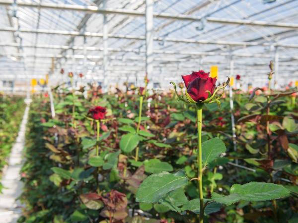 Лучшие сорта роз для промышленной теплицы Лучшие сорта роз для промышленной теплицы